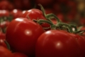 Найдешевші турецькі томати вирощують на геотермальної енергії