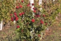Троянди допомагають вирощувати виноград на Донеччині 