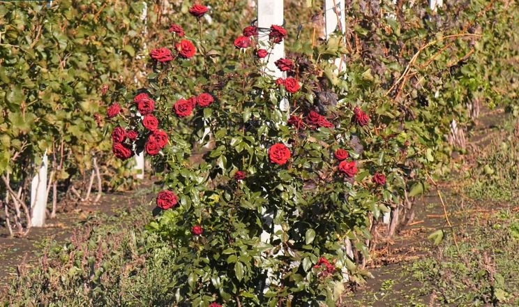 Троянди допомагають вирощувати виноград на Донеччині 