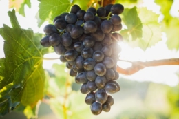 Стиглий виноград найгірше залишати на плантації