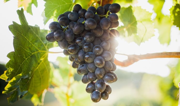 Відмова від сірки збільшує антиоксидантну дію вина