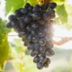 ФАО підтримає молдавських виноградарів