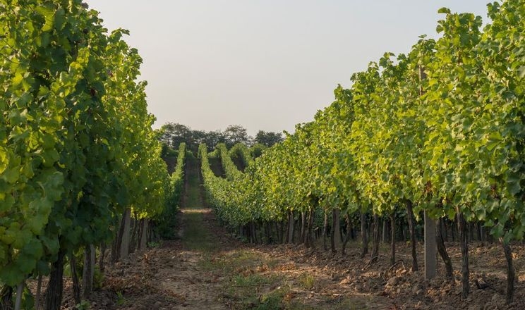 У Shabo розповіли, як рятували виноград від посухи