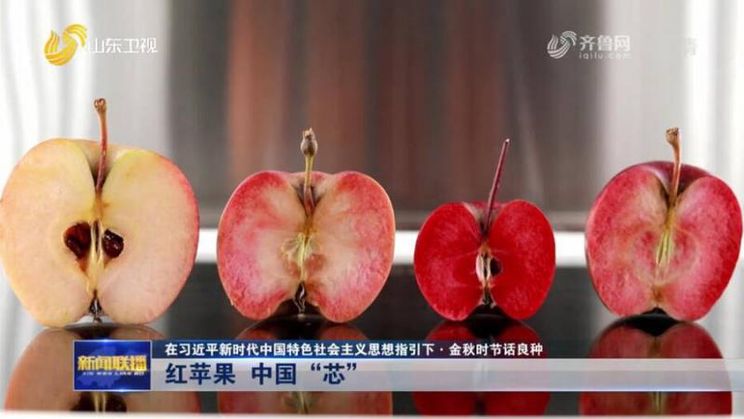 У Китаї вивели нові сорти яблук з червоним м’якушем