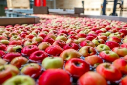 Яблуко вигідніше продавати у кінці сезону, але аномальної ціни може не статися