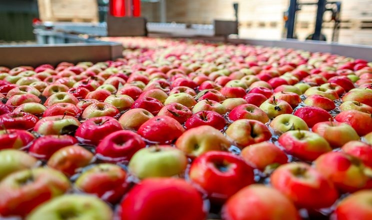 Яблука мають продаватись 8 місяців на рік, – експерт