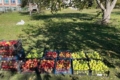 На Покрову в Житомирі збирали яблука для поранених