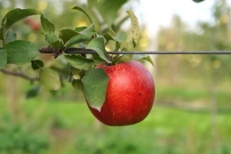 Низький урожай та високі ціни на яблука очікуються по всій Європі