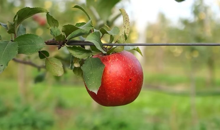 На Тернопільщині назвали найкращі сорти яблук