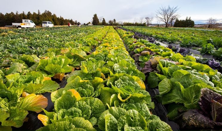 Японські фермери все частіше вирощують овочі