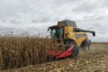 Недозбираними на Черкащині лишаються 9% посівів кукурудзи