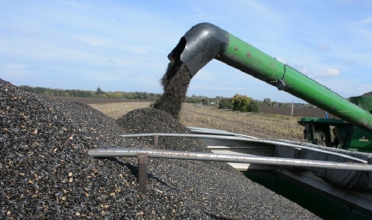 Баришівська зернова компанія почала збір соняшнику попри несприятливу погоду