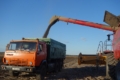 USDA покращив прогнози щодо виробництва українського зерна