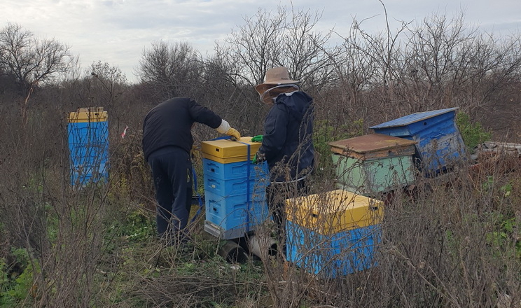 Після деокупації з харківського села евакуювали бджіл