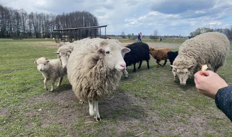 На Полтавщині прихистили худобу з миколаївського господарства