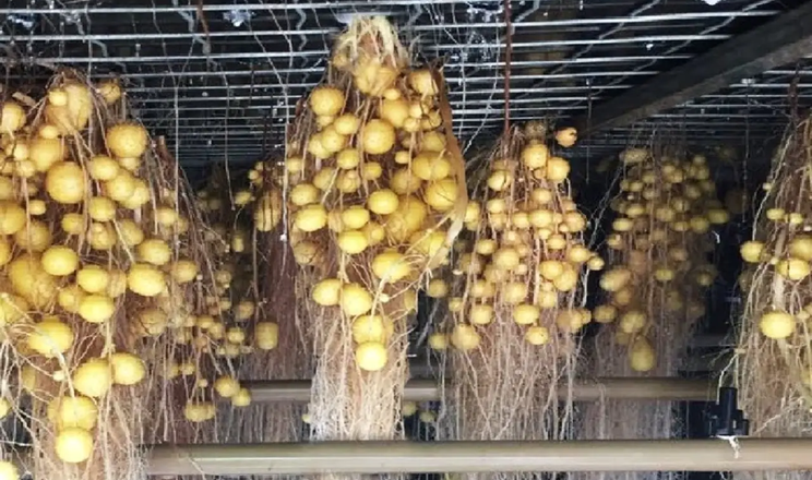 Мінібульби картоплі, вирощені в аєропоніці, додають до 20% прибутку