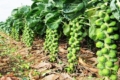 Заборона пестицидів зменшила посіви брюссельської капусти