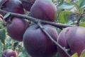 Селекціонер з Хмельниччини вирощує чорні абрикоси