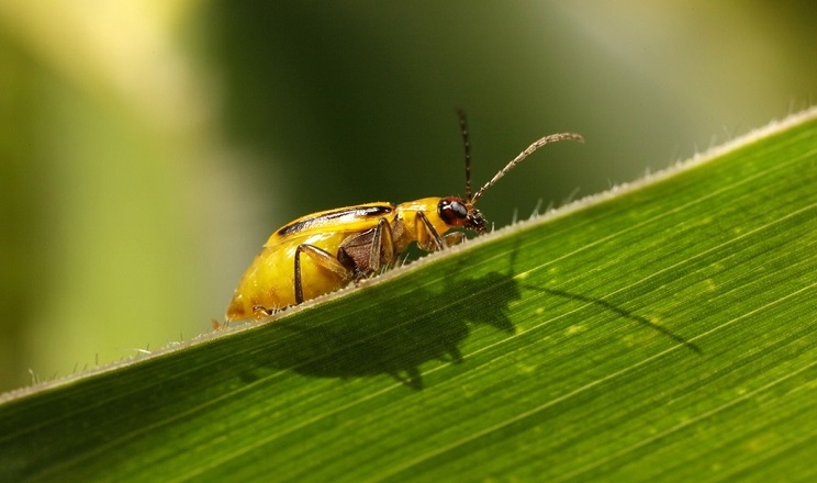 На Вінниччині цьогоріч виявили нові вогнища західного кукурудзяного жука