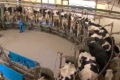 Розрахункова маржа виробництва молока у травні стабілізувалася на 7%