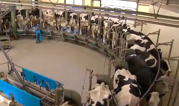 Черкаська ферма підстраховує виробництво молока дизель-генератором