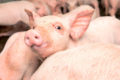Ціни на живець свиней підкорилися звичним сезонним тенденціям