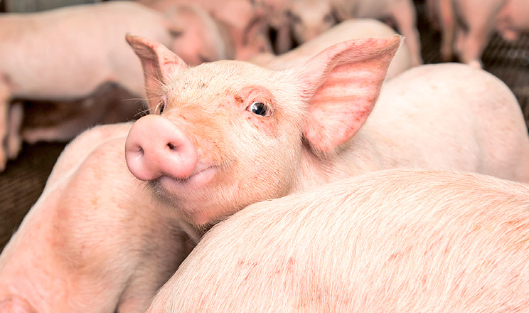 Ціни на живець свиней підкорилися звичним сезонним тенденціям