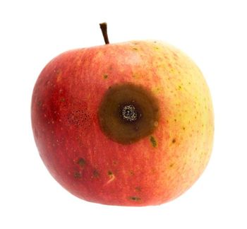 У Польщі виявили нову причину гіркої гнилі яблук