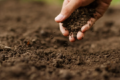 Найкраща підготовка ґрунту під сад – садозміна