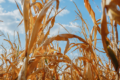 Кукурудза буде найменш рентабельною серед інших товарних позицій в Україні