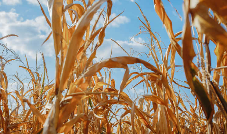 Урожайність кукурудзи в «Агротрейд» на старті збирання перевищує планову