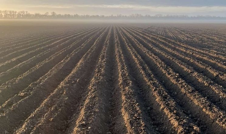 «Контінентал Фармерз Груп» формує картопляні гряди восени