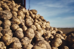 Урожай картоплі на Львівщині перевищує минулорічний