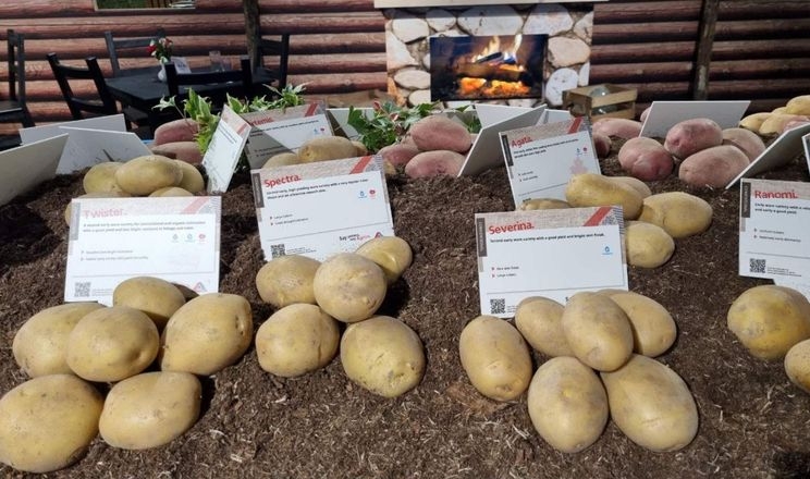 У реєстр внесуть 9 сортів картоплі нідерландської селекції