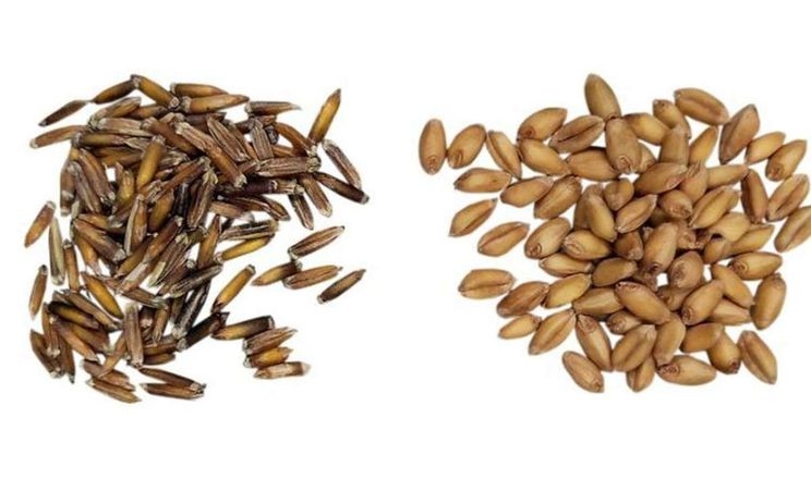 Вчені вирощують нову зернову культуру – багаторічний пирій