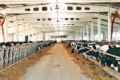 Як «Перемога» стимулює підвищення продуктивності на молочній фермі
