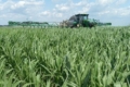 Як на продуктивність кукурудзи в умовах Степу впливають добрива й обробіток ґрунту