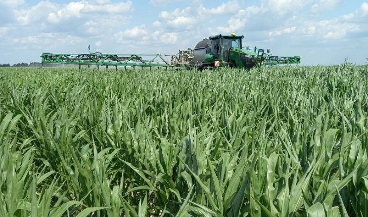 Ефективною системою підживлення кукурудзи поділилися в «Агрейн»