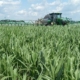 Як на продуктивність кукурудзи в умовах Степу впливають добрива й обробіток ґрунту