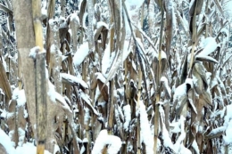 Валовий збір кукурудзи майже досягнув 29 млн тонн: обмолочено 91,5% площ