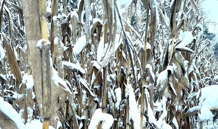 Незібраними лишаються ще 34% посівів кукурудзи