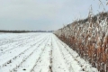 Найвища середня урожайність кукурудзи – на Тернопільщині
