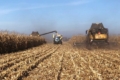 Урожайність кукурудзи в Носівському кластері ІМК превищує 10 т/га