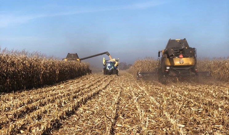 За перший тиждень січня кукурудзи намолотили 700 тис. тонн