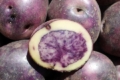 У Перу вивели високоврожайну фіолетову картоплю