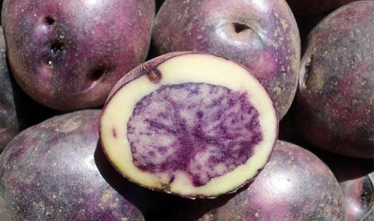 У Перу вивели високоврожайну фіолетову картоплю