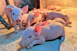 Як «Подільський бекон» підтримує високий статус здоров’я свиней