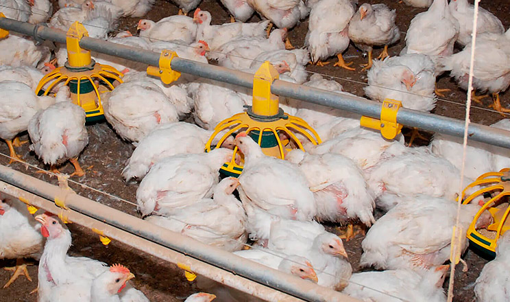 Ми можемо впливати на мікробіоту кишківника та модулювати її склад на користь здоров’я за допомогою пробіотиків