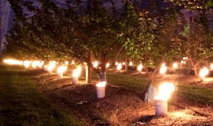 Бельгійці тримають свічки у черешневому саду