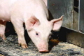 L-карнітин покращує стан здоров’я свиноматки і потенціал поросят
